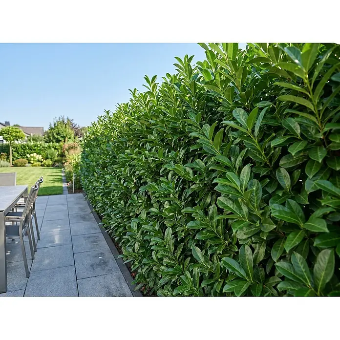 Piardino Kirschlorbeer Genolia - Aktuelle Wuchshöhe: 100 cm - 125 cm, Prunus laurocerasus 'Genolia', Topfgröße: 30 cm, 30 Stk. - Üppige grüne Hecke begrenzt moderne Terrasse mit Gartenmöbeln und bietet Sichtschutz im Garten.