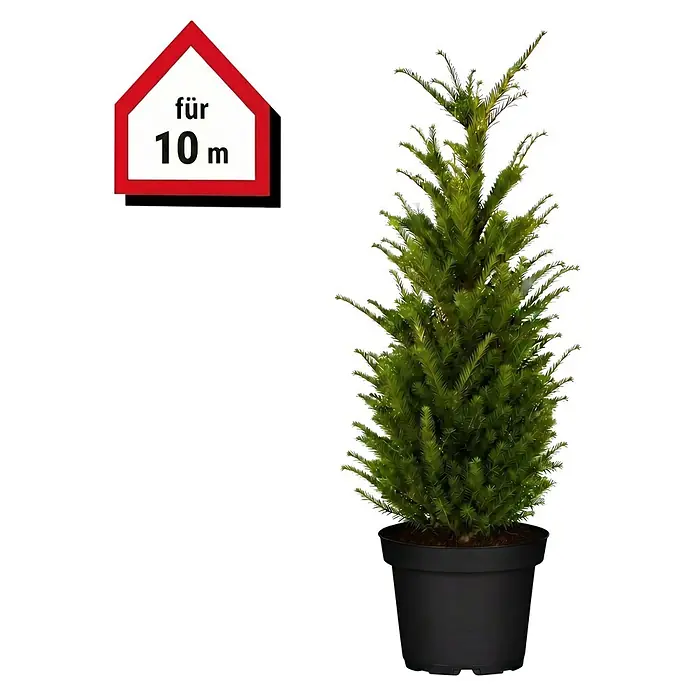 Piardino Heimische Eibe - Aktuelle Wuchshhe: 100 cm - 120 cm, Taxus  baccata, Topfgre: 30 cm, 20 Stk. online kaufen bei BAUHAUS