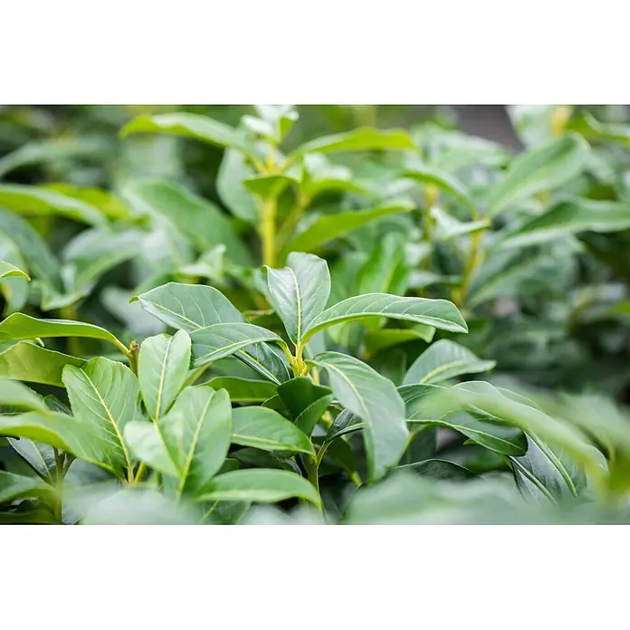 Piardino Kirschlorbeer Genolia - Aktuelle Wuchshöhe: 100 cm - 125 cm, Prunus laurocerasus 'Genolia', Topfgröße: 30 cm, 30 Stk. - Üppige grüne Blätter mit sichtbaren gelben Adern an Pflanzenzweigen.