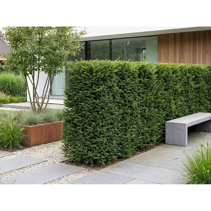 Piardino Heimische Eibe - Aktuelle Wuchshöhe: 100 cm - 120 cm, Taxus baccata, Topfgröße: 30 cm, 10 Stk. - Lange graue Betonbank auf gepflasterter Terrasse, dient als moderne Sitzgelegenheit neben einer grünen Hecke.