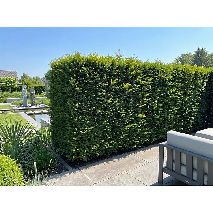 Piardino Heimische Eibe - Aktuelle Wuchshöhe: 100 cm - 120 cm, Taxus baccata, Topfgröße: 30 cm, 10 Stk. - Moderne dunkelgraue Outdoor-Couch mit hellgrauen Kissen auf einer Terrasse in einem sonnigen Garten.