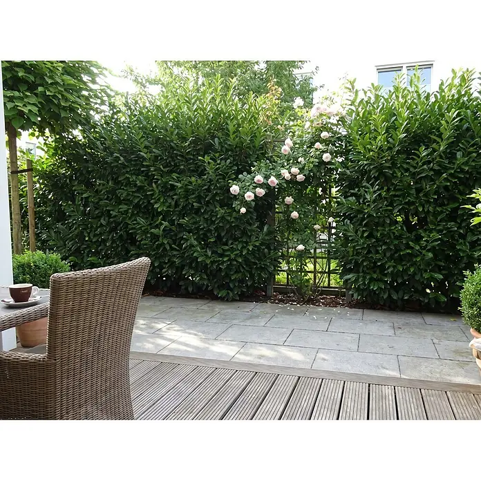 Piardino Kirschlorbeer Novita - Aktuelle Wuchshöhe: 100 cm - 125 cm, Prunus laurocerasus 'Novita', Topfgröße: 30 cm, 60 Stk. - Beiger Korbsessel und Tisch mit Kaffeetasse auf Holzterrasse, vor einer grünen Hecke mit rosa Rosen.