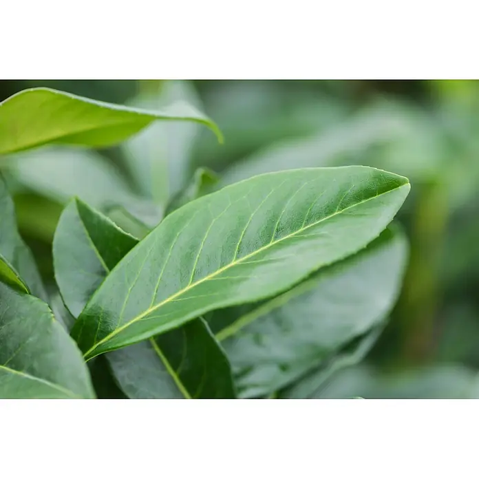 Piardino Kirschlorbeer Genolia - Aktuelle Wuchshöhe: 100 cm - 125 cm, Prunus laurocerasus 'Genolia', Topfgröße: 30 cm, 30 Stk. - Nahaufnahme eines leuchtend grünen Blattes mit deutlichen, hellgrünen Adern, eingebettet zwischen anderen leicht unscharfen grünen Blättern.