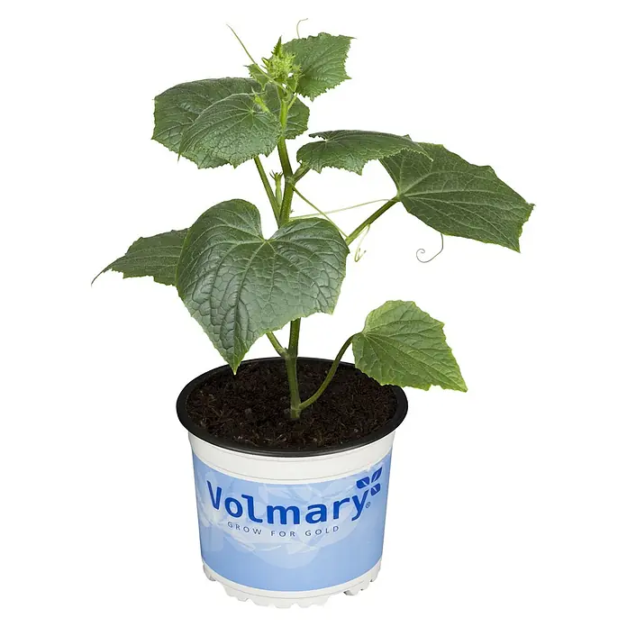 Piardino Bio Snack-Gurke im Tontopf - Cucumis sativus 'Mini Stars', 12 cm, Erntezeit: August - Junge Gurkenpflanze mit grünen Blättern in einem weißen Topf mit blauem 'Volmary' Logo.