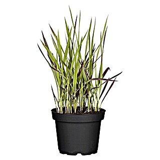 Piardino Japanisches Blutgras (Imperata cylindrica 'Red Baron', Topfgröße: 14 cm, Rot/Grün)