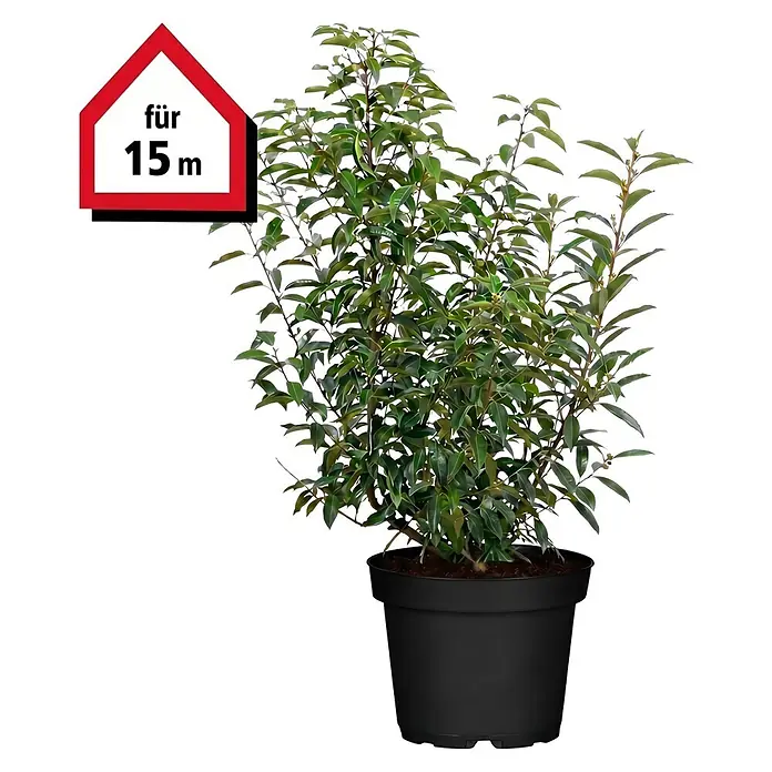 Piardino Portugiesische Lorbeerkirsche Angustifolia - Aktuelle Wuchshöhe: 60 cm - 80 cm, Prunus lusitanica 'Angustifolia', Topfgröße: 19 cm, 45 Stk. - Getopfte grüne Pflanze in einem schwarzen Topf, mit rotem Schild 'für 15 m'.