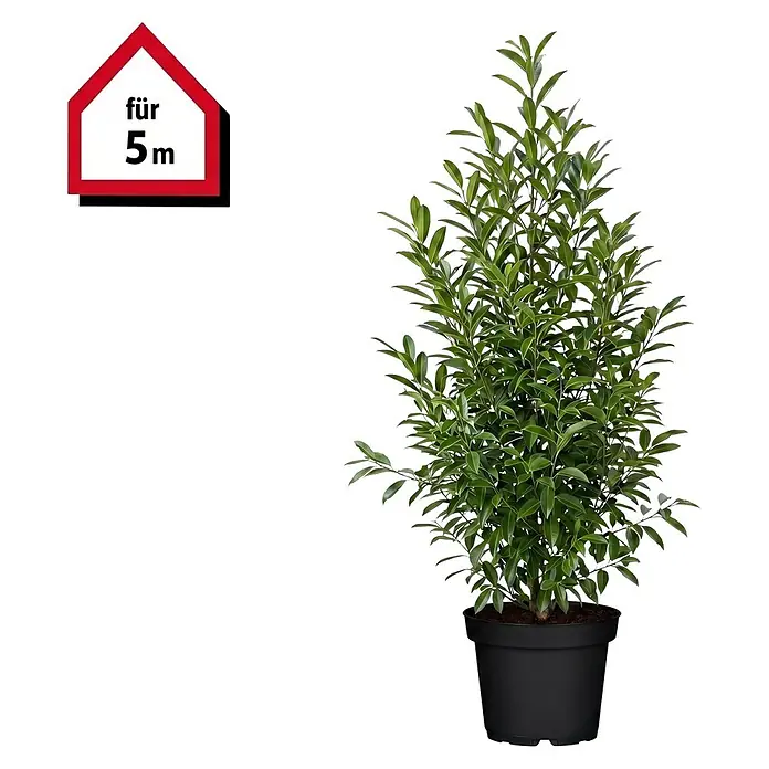 Piardino Portugiesische Lorbeerkirsche Angustifolia - Aktuelle Wuchshöhe: 80 cm - 100 cm, Prunus lusitanica 'Angustifolia', Topfgröße: 23 cm, 10 Stk. - Grünblättrige Topfpflanze in schwarzem Topf mit rotem Schild „für 5m“.
