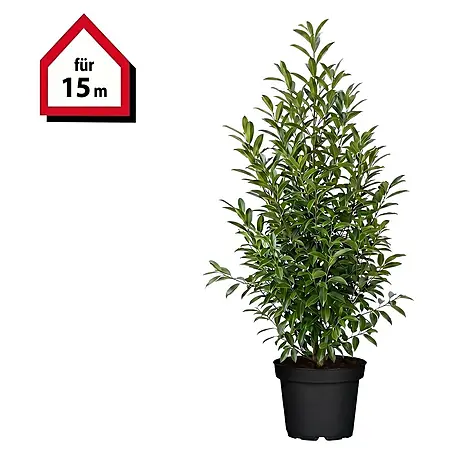 Piardino  Portugiesische Lorbeerkirsche Angustifolia