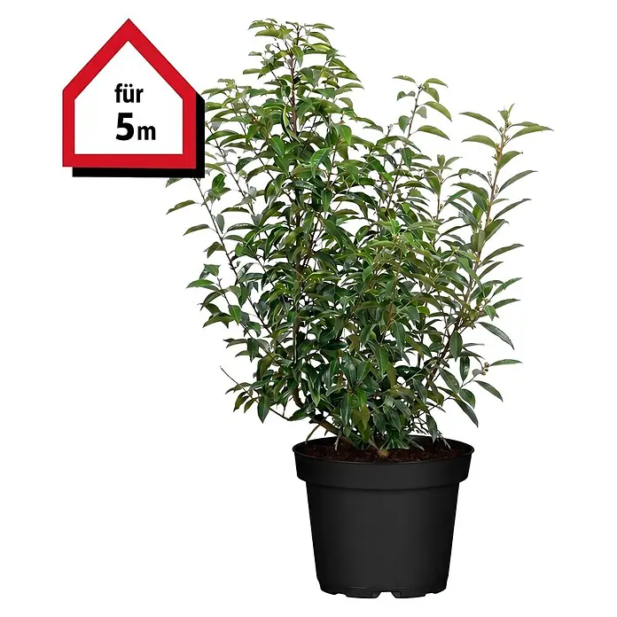 Piardino Portugiesische Lorbeerkirsche Angustifolia - Aktuelle Wuchshöhe: 60 cm - 80 cm, Prunus lusitanica 'Angustifolia', Topfgröße: 19 cm, 15 Stk. - Grüne Pflanze in schwarzem Topf mit einem Schild „für 5m“.