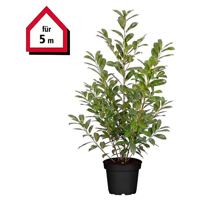 Piardino Kirschlorbeer Novita - Aktuelle Wuchshöhe: 100 cm - 125 cm, Prunus laurocerasus 'Novita', Topfgröße: 30 cm, 10 Stk. - Grüne Topfpflanze in schwarzem Topf mit hausförmigem "für 5 m" Schild.