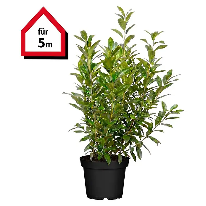 Piardino Kirschlorbeer Caucasica - Aktuelle Wuchshöhe: 125 cm - 150 cm, Prunus laurocerasus 'Caucasica', Topfgröße: 30 cm, 10 Stk. - Grüne Heckenpflanze in schwarzem Topf, geeignet für 5m.