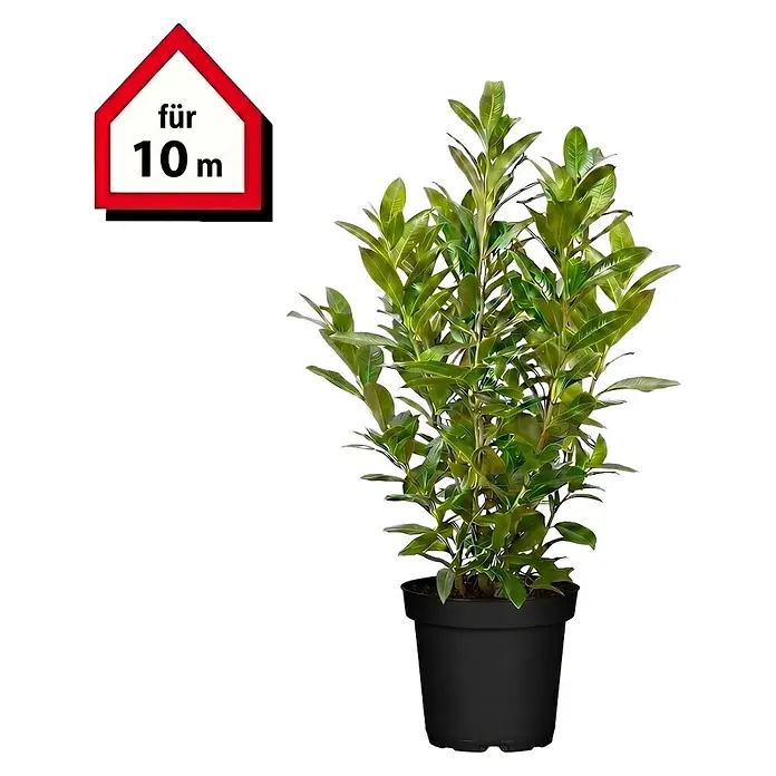 Piardino Kirschlorbeer - Aktuelle Wuchshöhe: 100 cm - 125 cm, Prunus laurocerasus 'Caucasica', Topfgröße: 30 cm, 20 Stk. - Grüne Pflanze im schwarzen Topf, mit Schild 'für 10 m'.