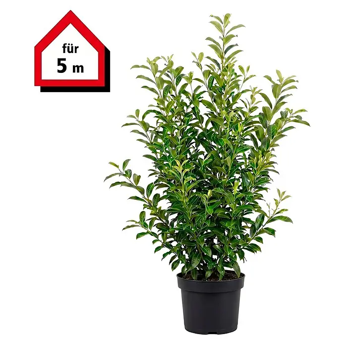 Piardino Kirschlorbeer Genolia - Aktuelle Wuchshöhe: 125 cm - 150 cm, Prunus laurocerasus 'Genolia', Topfgröße: 30 cm, 10 Stk. - Grünblättrige Pflanze im schwarzen Topf, als "für 5 m" gekennzeichnet.