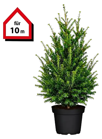 kaktus cereus Cereus peruvianus 'Florida' (Fairycastle/ Tower Cactus) – Dream Green main image 1