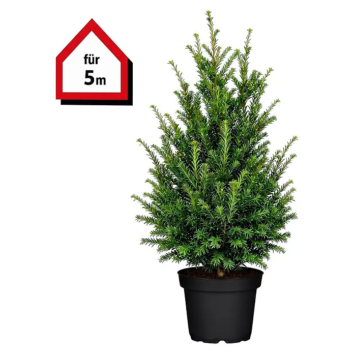Piardino Heimische Eibe - Aktuelle Wuchshöhe: 80 cm - 100 cm, Taxus baccata, Topfgröße: 30 cm, 10 Stk. - Im Topf gepflanzte immergrüne Pflanze mit Etikett 'für 5m'.