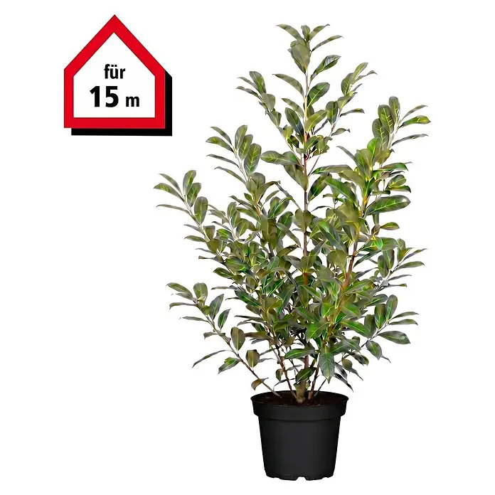 Piardino Kirschlorbeer Novita - Aktuelle Wuchshöhe: 125 cm - 150 cm, Prunus laurocerasus 'Novita', Topfgröße: 30 cm, 30 Stk. - Topfpflanze mit grünen Blättern in schwarzem Topf, geeignet für 15 m.