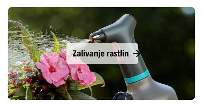 Zalivanje rastlin