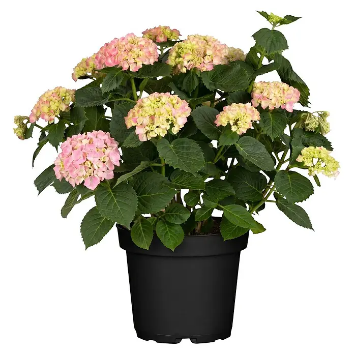 Piardino Bauernhortensie