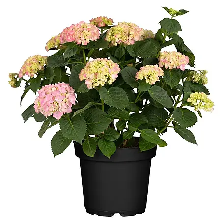 Piardino  Bauernhortensie