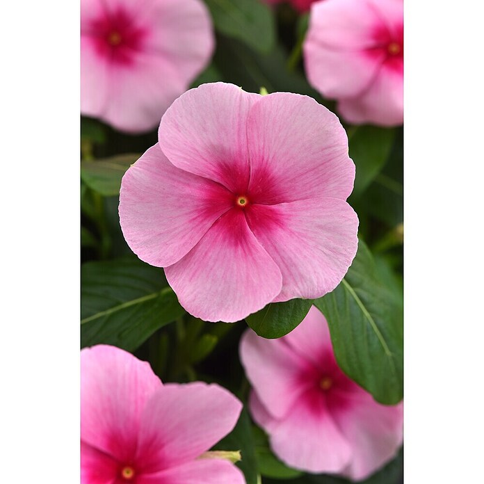 Piardino Catharanthe (Cantharanthus roseus, Topfgröße: 14 cm) | BAUHAUS
