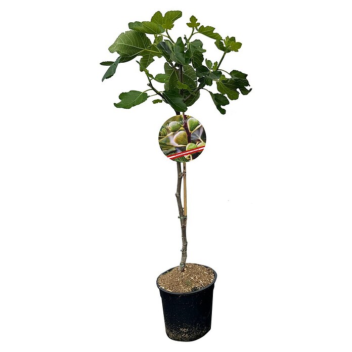 Piardino Feigenbaum (Ficus carica, Topfvolumen: 10 l) | BAUHAUS