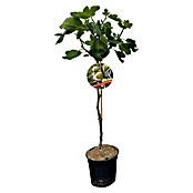 Piardino Feigenbaum (Ficus carica, Topfvolumen: 10 l) | BAUHAUS