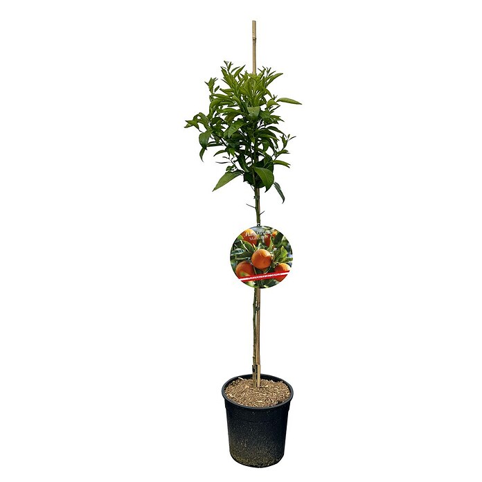 Piardino Mandarinenbaum (Citrus reticulata, Topfvolumen: 10 l) | BAUHAUS