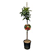 Piardino Mandarinenbaum (Citrus reticulata, Topfvolumen: 10 l) | BAUHAUS