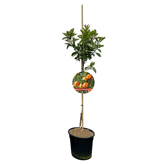 Piardino Orangenbaum (Citrus x sinensis, Topfvolumen: 10 l) | BAUHAUS