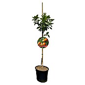 Piardino Orangenbaum (Citrus x sinensis, Topfvolumen: 10 l) | BAUHAUS