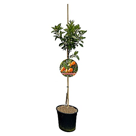 Piardino Orangenbaum (Citrus x sinensis, Topfvolumen: 10 l)