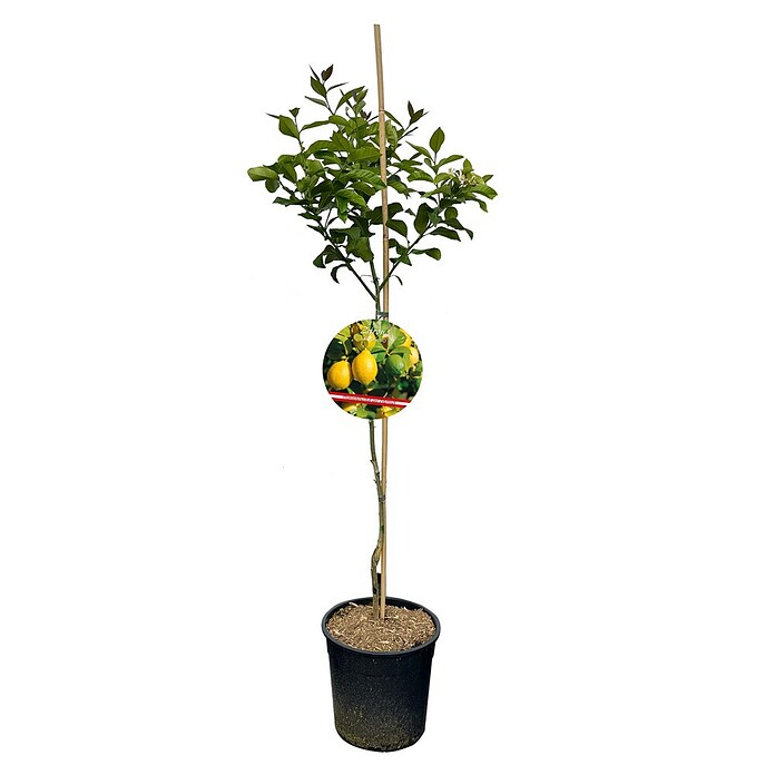 Piardino Zitronenbaum (Citrus limon, Topfvolumen: 10 l) | BAUHAUS