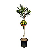Piardino Zitronenbaum (Citrus limon, Topfvolumen: 10 l) | BAUHAUS