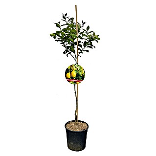 Piardino Zitronenbaum (Citrus limon, Topfvolumen: 10 l)