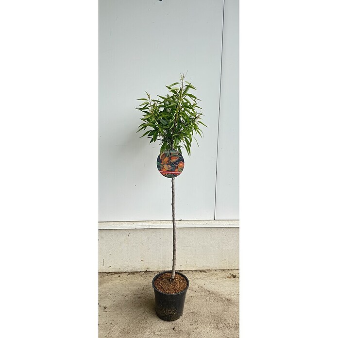 Piardino Mandelbaum (Prunus dulcis, Topfvolumen: 10 l) | BAUHAUS