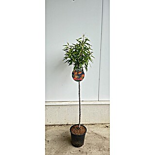 Piardino Mandelbaum (Prunus dulcis, Topfvolumen: 10 l)