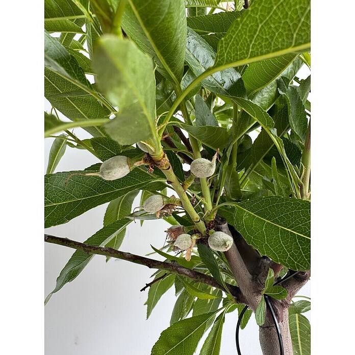 Piardino Mandelbaum (Prunus dulcis, Topfvolumen: 10 l) | BAUHAUS