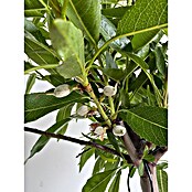 Piardino Mandelbaum (Prunus dulcis, Topfvolumen: 10 l) | BAUHAUS