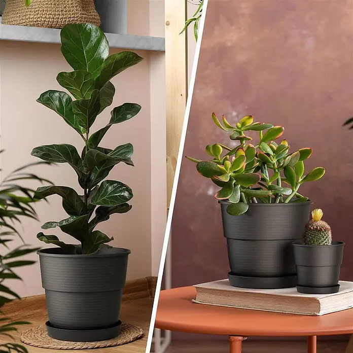 Plastard Pflanztopf Milano 3er Set mit Untersetzer in Anthrazit – Blumentopf - Außenmaß (Ø x H): 20 x 17 cm, Kunststoff, Anthrazit - Dunkelgraue gerippte Kunststoff-Blumentöpfe mit Untersetzern in verschiedenen Größen, bepflanzt mit Grünpflanzen im Innenbereich.