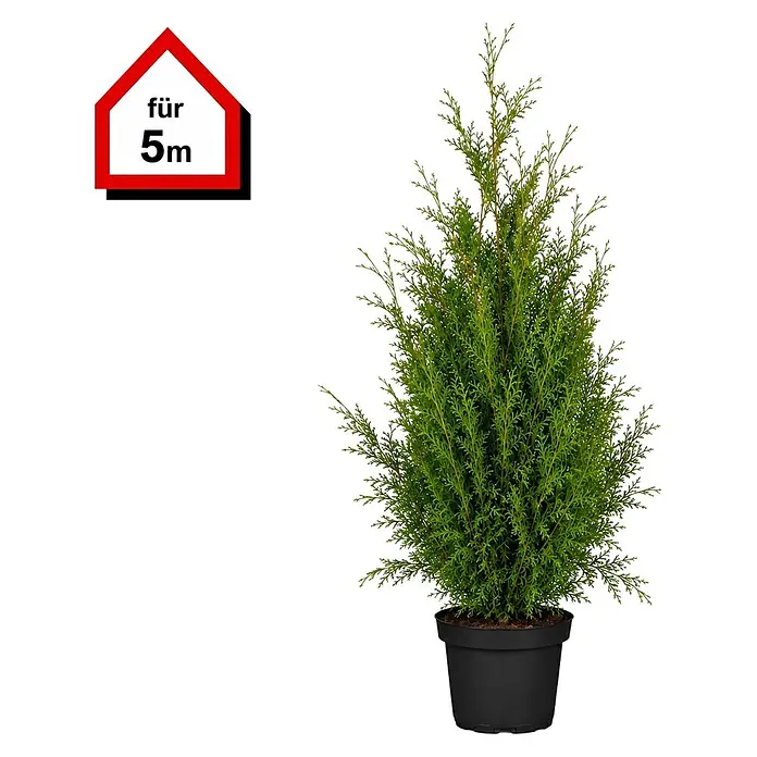 Piardino Lebensbaum Smaragd - Aktuelle Wuchshöhe: 140 cm - 160 cm, Thuja occidentalis 'Smaragd', Topfgröße: 31 cm, 10 Stk. - Grüne Thuja-Pflanze in schwarzem Topf mit rotem hausförmigem Etikett 'für 5m'.