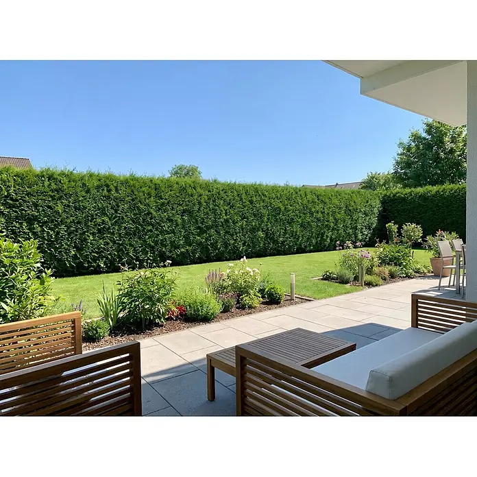 Piardino Lebensbaum Brabant - Aktuelle Wuchshöhe: 100 cm - 120 cm, Thuja occidentalis 'Brabant', Topfgröße: 24 cm, 30 Stk. - Outdoor-Lounge-Sofa und Couchtisch aus Holz mit weißen Kissen auf einer Terrasse mit Gartenblick.