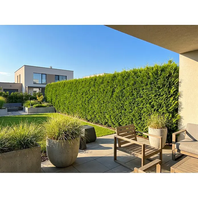 Lebensbaum Smaragd - Aktuelle Wuchshöhe: 60 cm - 80 cm, Thuja occidentalis 'Smaragd', Topfgröße: 19 cm, 75 Stk. - Moderne Terrasse mit Holzmöbeln und großen Betonpflanzgefäßen mit Ziergräsern in einem sonnigen Garten.