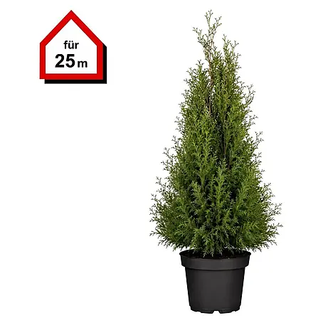 Piardino Lebensbaum Smaragd - Aktuelle Wuchshhe: 80 cm - 100 cm, Thuja  occidentalis 'Smaragd', Topfgre: 21 cm, 75 Stk. online kaufen bei BAUHAUS