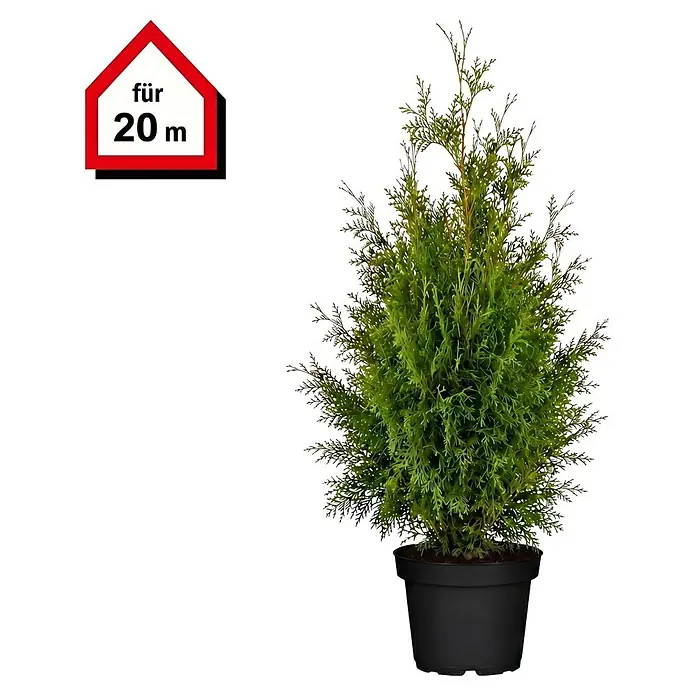 Piardino Lebensbaum Smaragd - Aktuelle Wuchshöhe: 120 cm - 140 cm, Thuja occidentalis 'Smaragd', Topfgröße: 27 cm, 40 Stk. - Grüne, immergrüne Pflanze im Topf mit rotem Schild 'für 20m'.