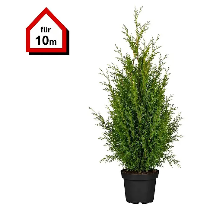 Piardino Lebensbaum Smaragd - Aktuelle Wuchshöhe: 140 cm - 160 cm, Thuja occidentalis 'Smaragd', Topfgröße: 31 cm, 20 Stk. - Thuja im Topf, gekennzeichnet mit „für 10m“.