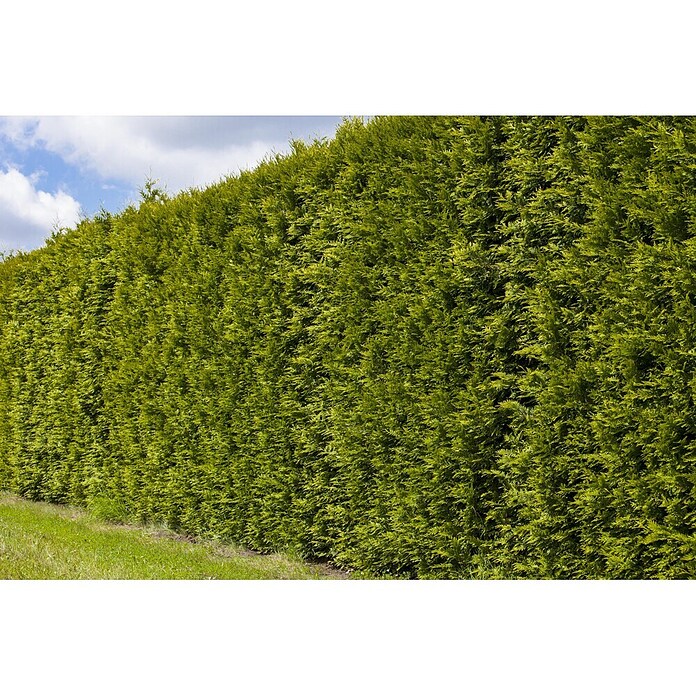 Piardino Lebensbaum Smaragd - Aktuelle Wuchshhe: 180 cm - 200 cm, Thuja  occidentalis 'Smaragd', Topfgre: 33 cm, 40 Stk. online kaufen bei BAUHAUS
