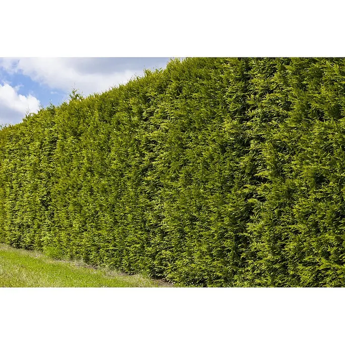 Lebensbaum Smaragd - Aktuelle Wuchshöhe: 60 cm - 80 cm, Thuja occidentalis 'Smaragd', Topfgröße: 19 cm, 75 Stk. - Dichte grüne Hecke als natürliche Abgrenzung neben einem Rasen unter blauem Himmel.
