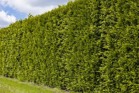 thuja smaragd stämmchen Jetzt Lebensbaum Torwächter 'Smaragd' online kaufen bei Bohlken  Pflanzenversand – Bohlken Pflanzenversand GbR main image 1