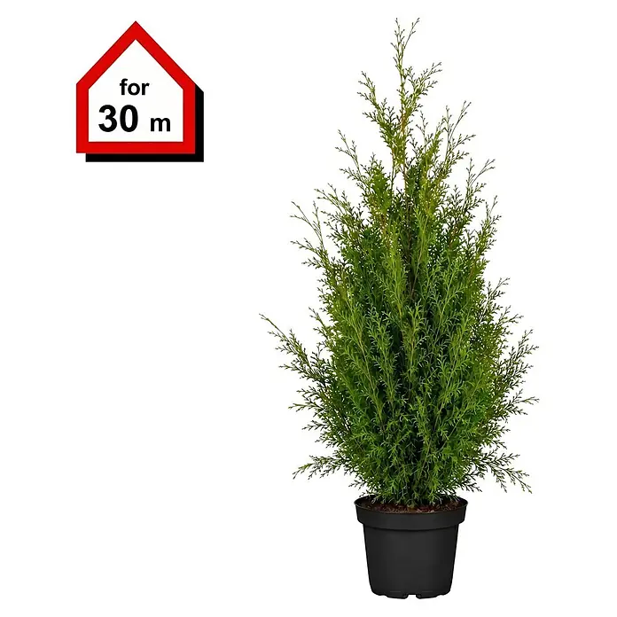 Piardino Lebensbaum Smaragd - Aktuelle Wuchshöhe: 140 cm - 160 cm, Thuja occidentalis 'Smaragd', Topfgröße: 31 cm, 60 Stk. - Eine grüne Nadelpflanze im Topf und ein rotes, hausförmiges Schild mit „for 30 m“.