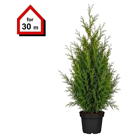 Piardino  Lebensbaum Smaragd